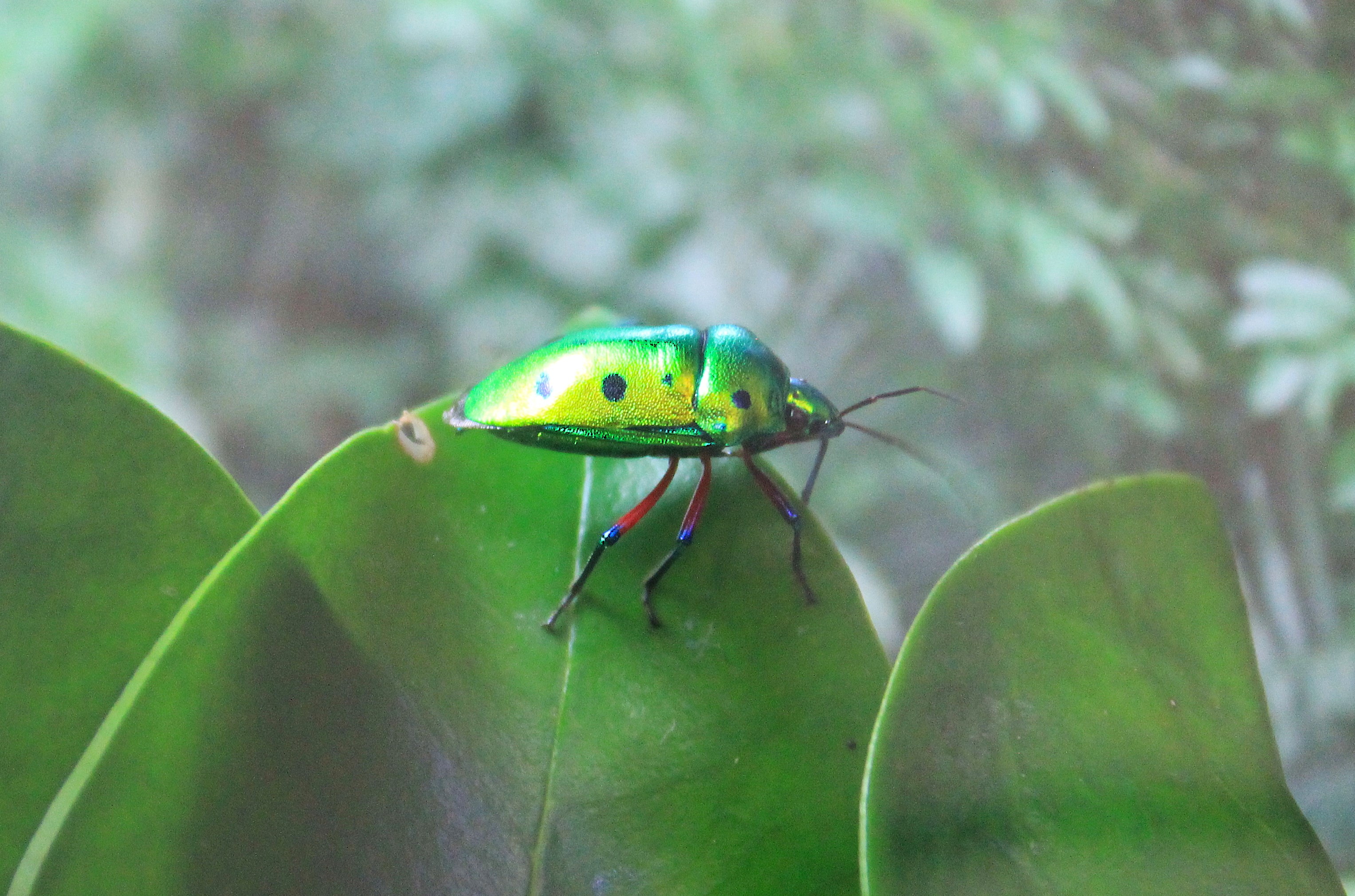 Mangrove Jewel Bug (Calliphara nobilis)
