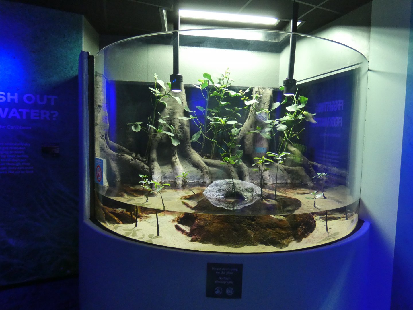 Mangrove Killifish enclosure