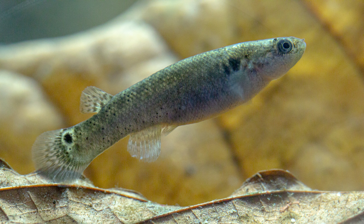 Mangrove killifish : Whipsnade : 31 Aug 2019