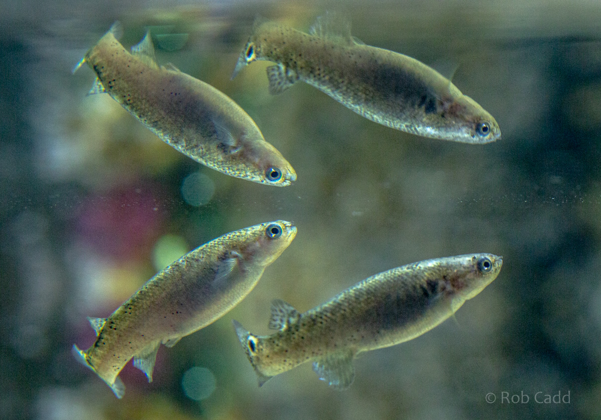 Mangrove killifish : Whipsnade : 31 Aug 2019