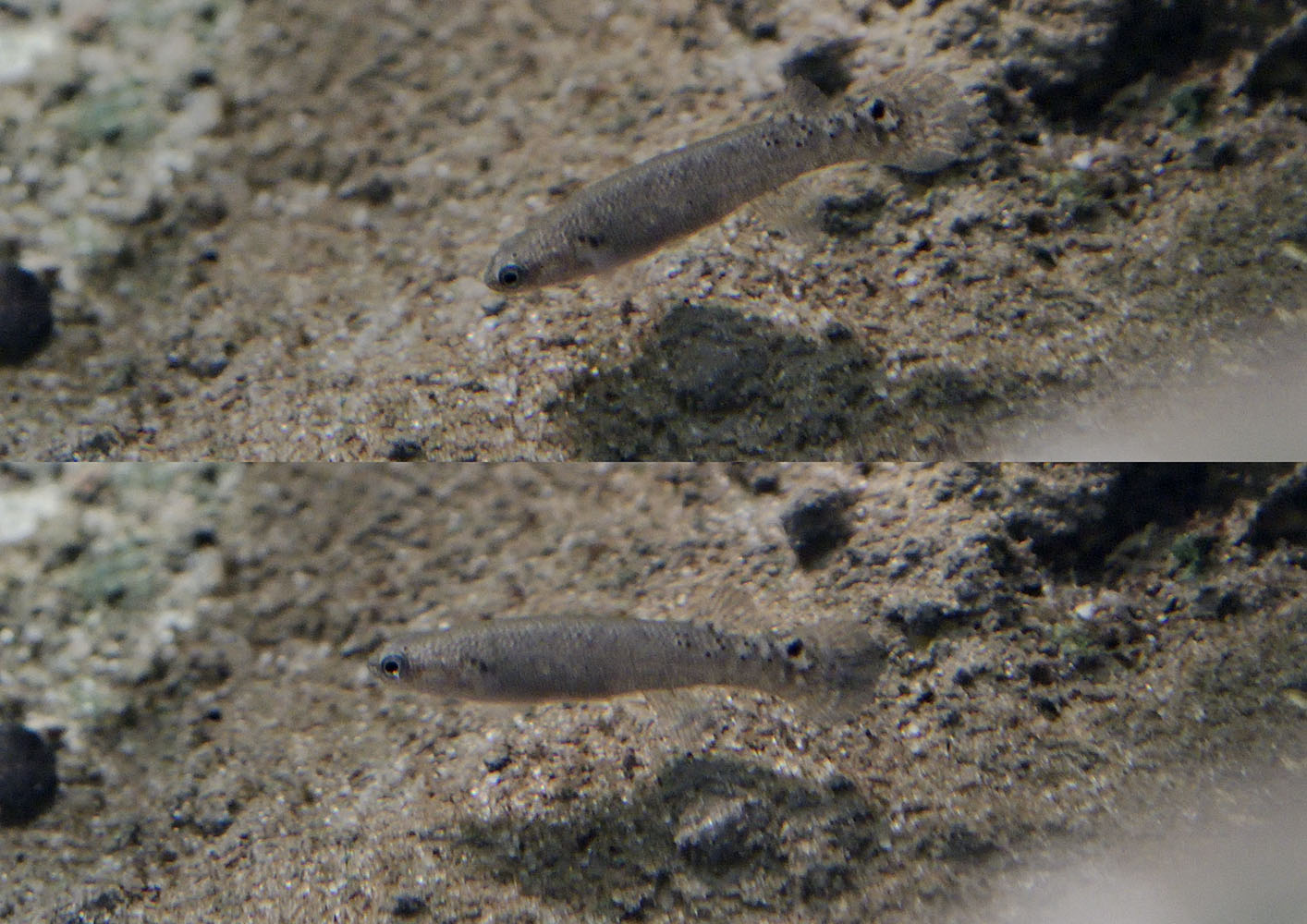 Mangrove killifish
