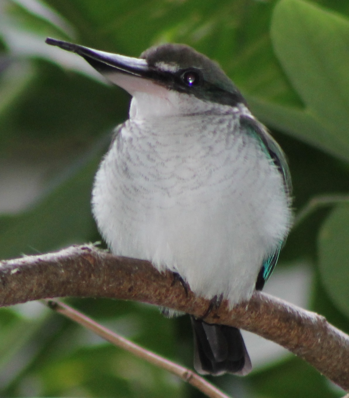 Mangrove kingfisher