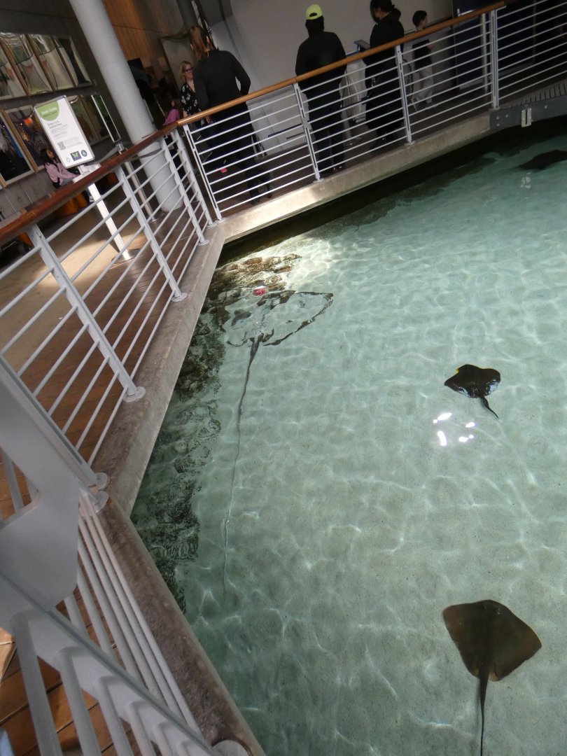 Mangrove lagoon rays