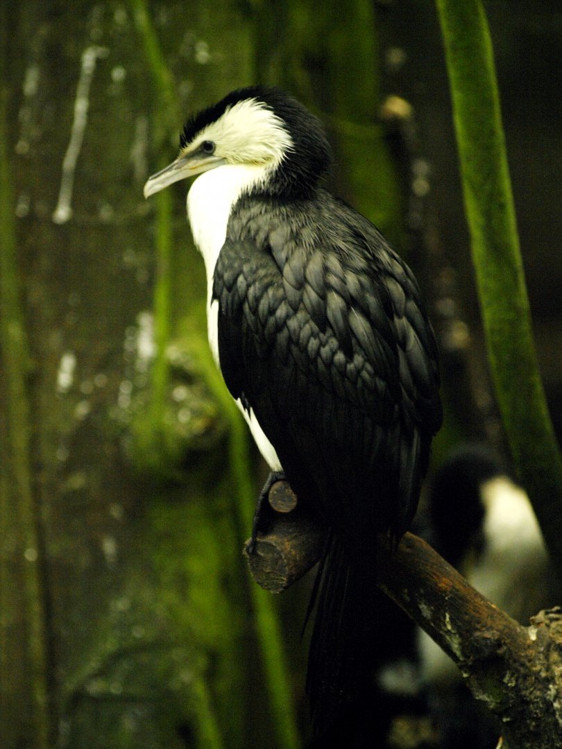 Mangrove - Little pied cormorant