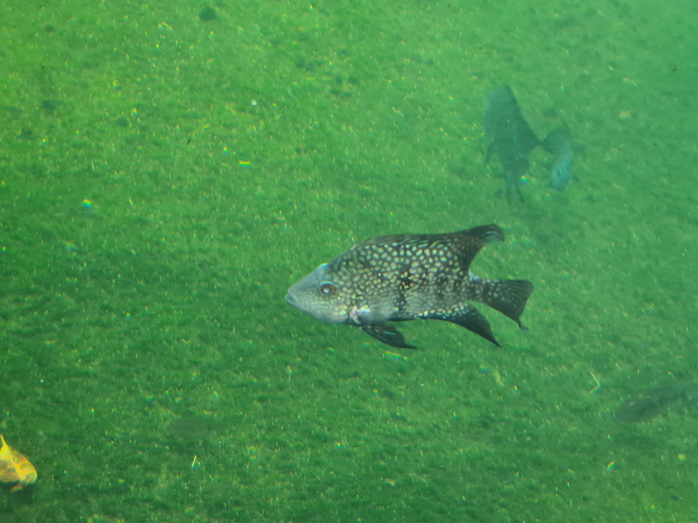 Mangrove - Lowland cichlid