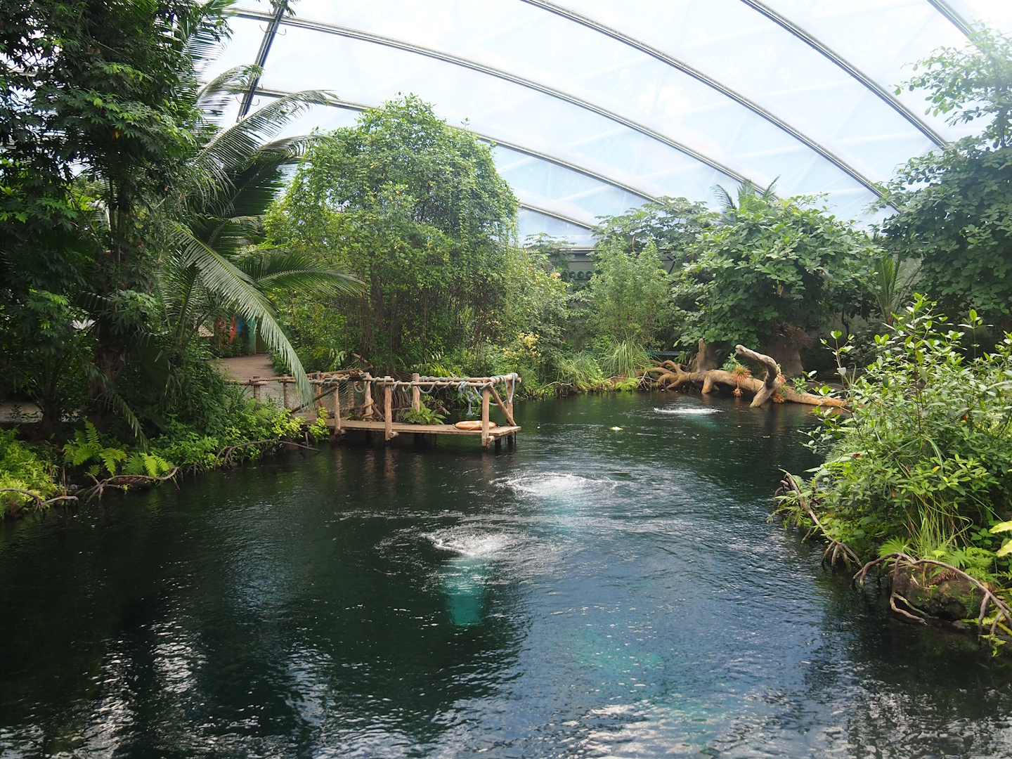 Mangrove - Main Antillean manatee pool, 2023-10-07