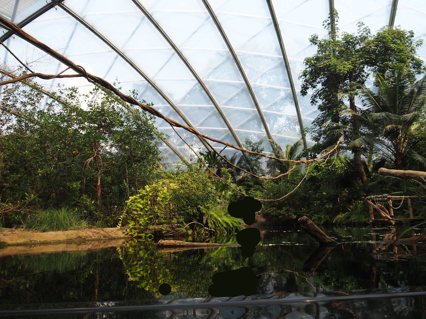 Mangrove - Main pool for Antillean manatees and fish, with climbing ropes and vines for red titis above, 2025-05-17
