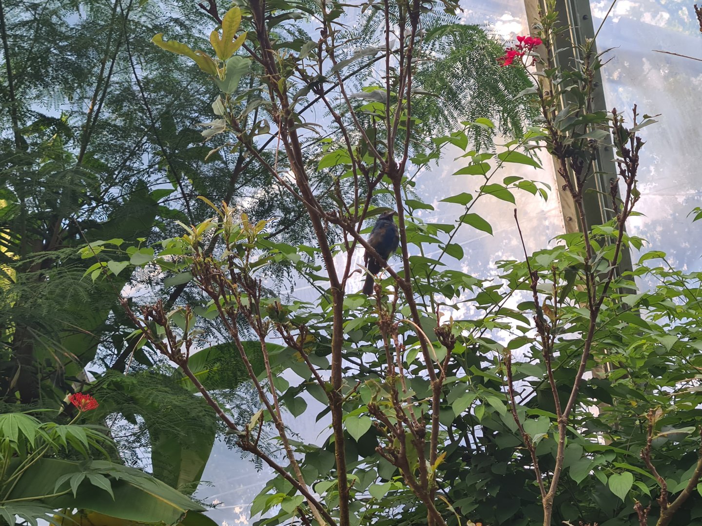 Mangrove - Male indigo bunting