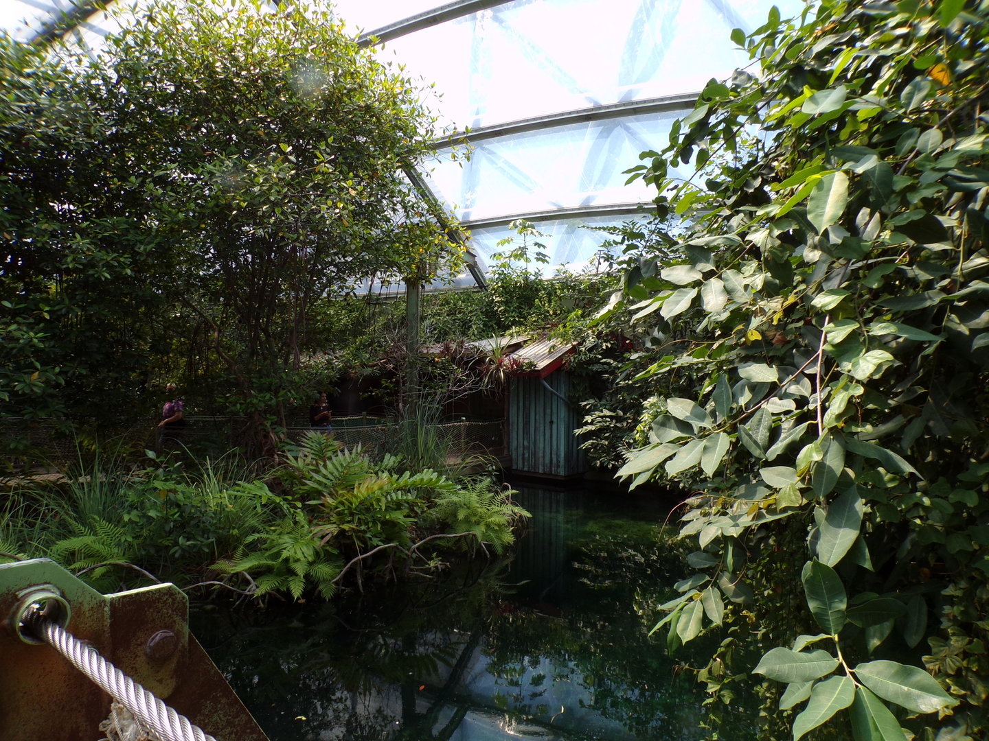 Mangrove- Manatee and fish enclosure 6.7.23