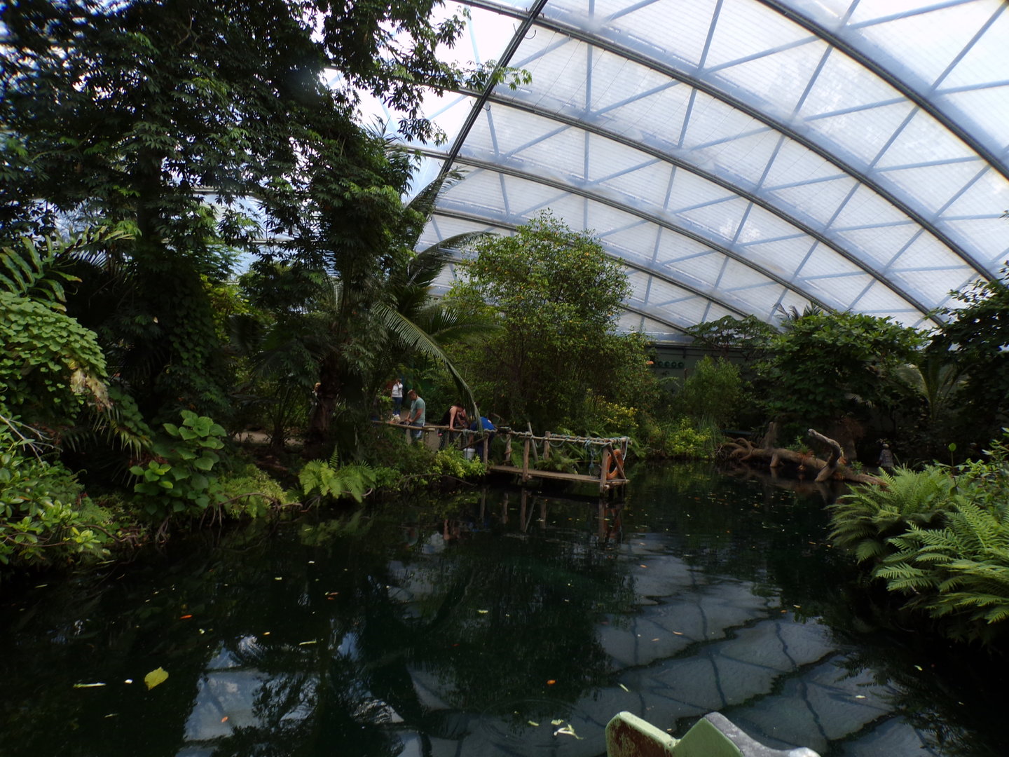 Mangrove- Manatee and Fish enclosure 6.7.23