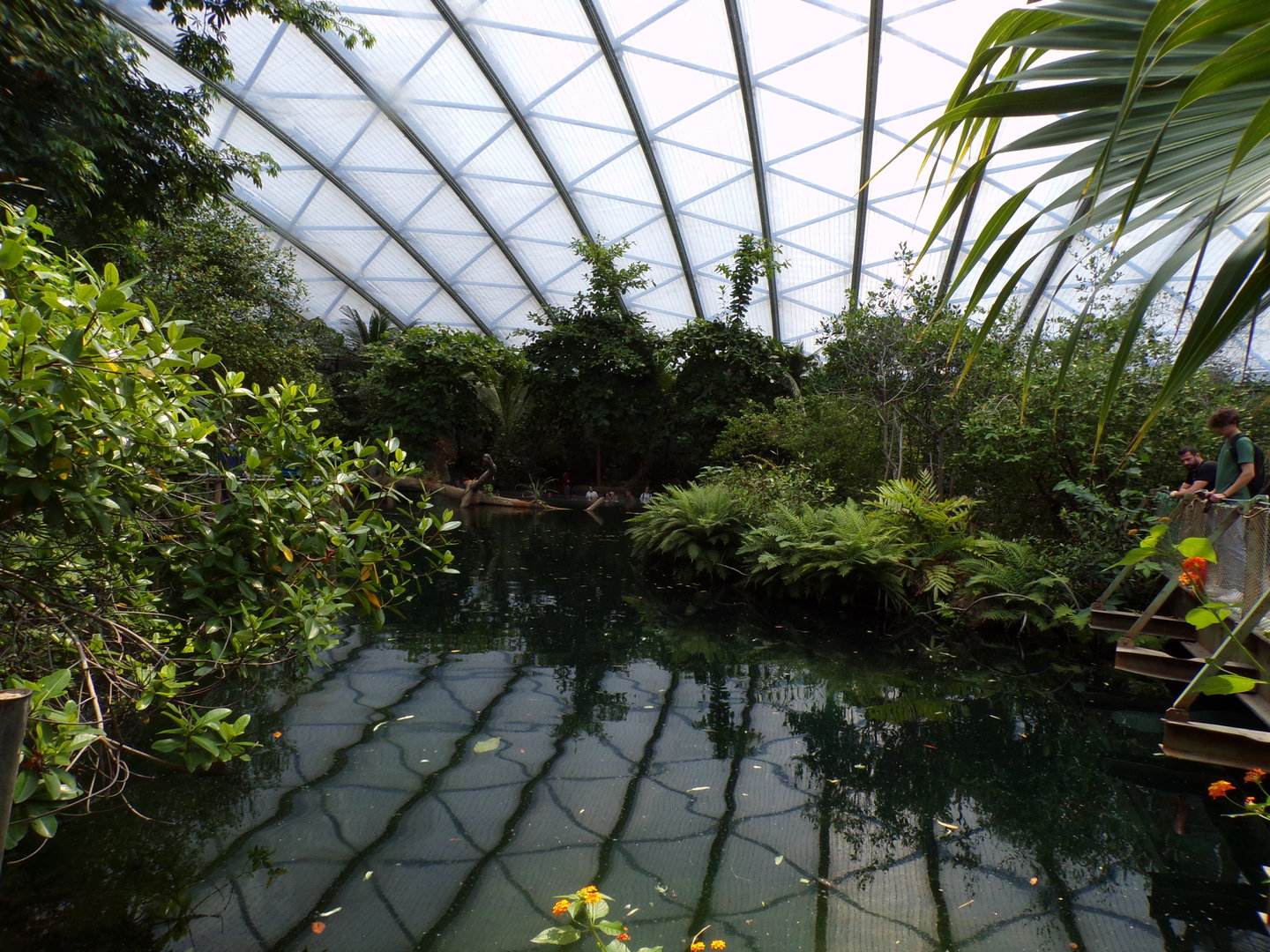 Mangrove- Manatee and fish enclosure 6.7.23