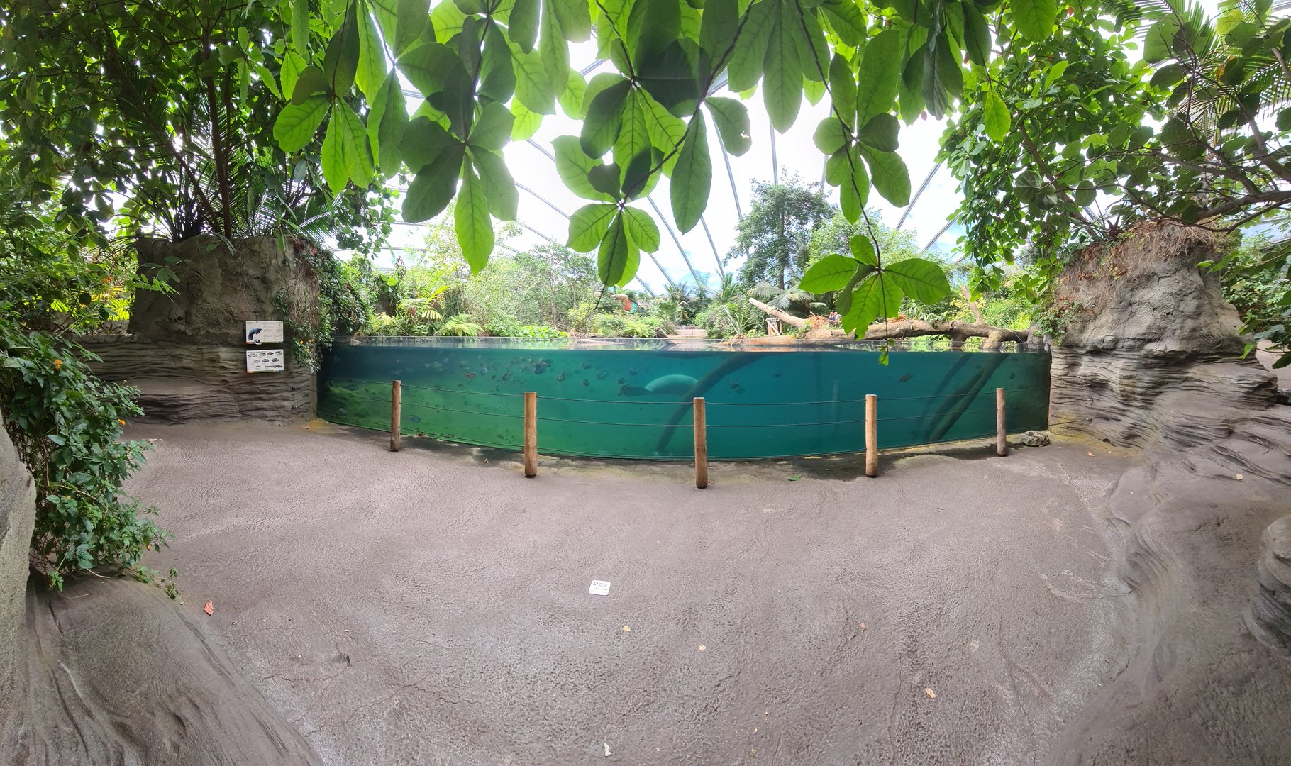 Mangrove - Manatee creek underwater viewing