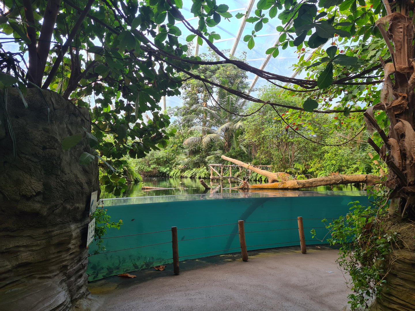 Mangrove - Manatee creek underwater viewing