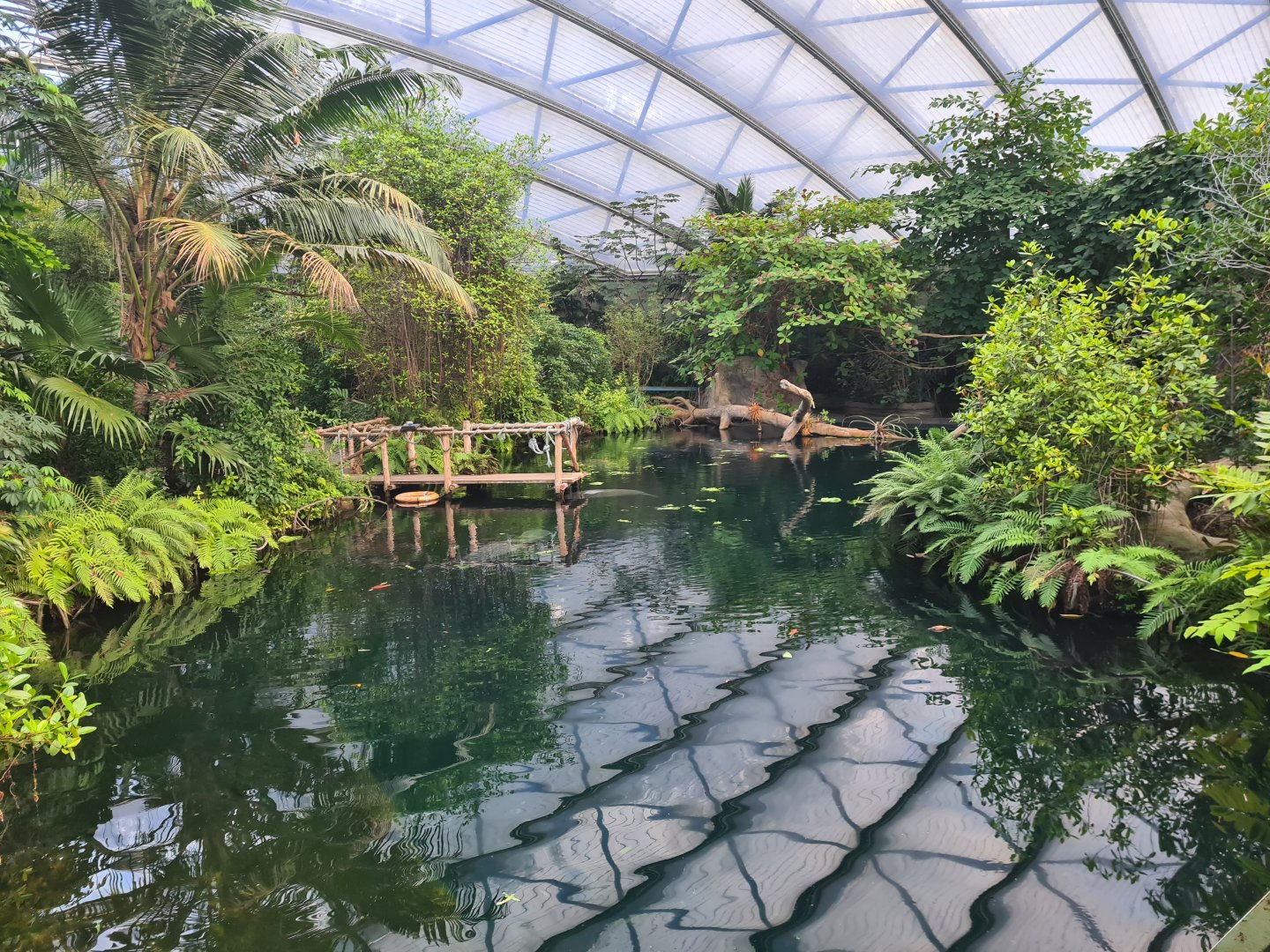Mangrove - Manatee creek