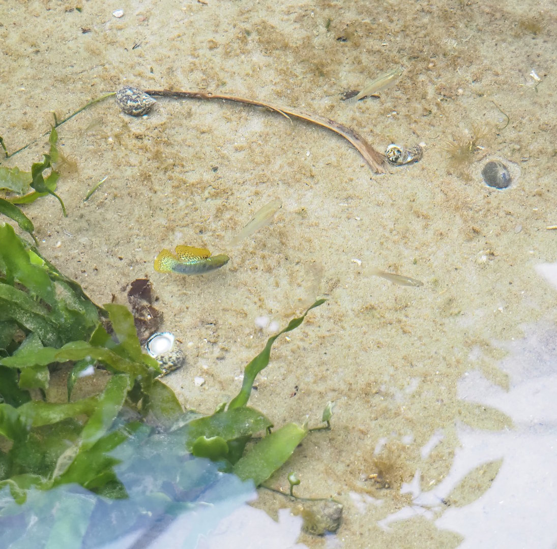 Mangrove mollies (Poecilia orri), 2023-10-07