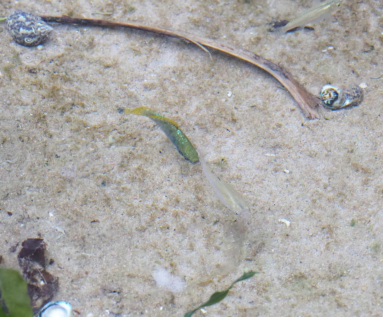 Mangrove mollies (Poecilia orri), 2023-10-07