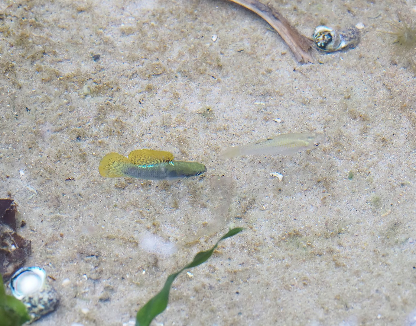 Mangrove mollies (Poecilia orri), 2023-10-07