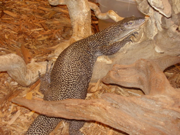 Mangrove Monitor- AA JUN08
