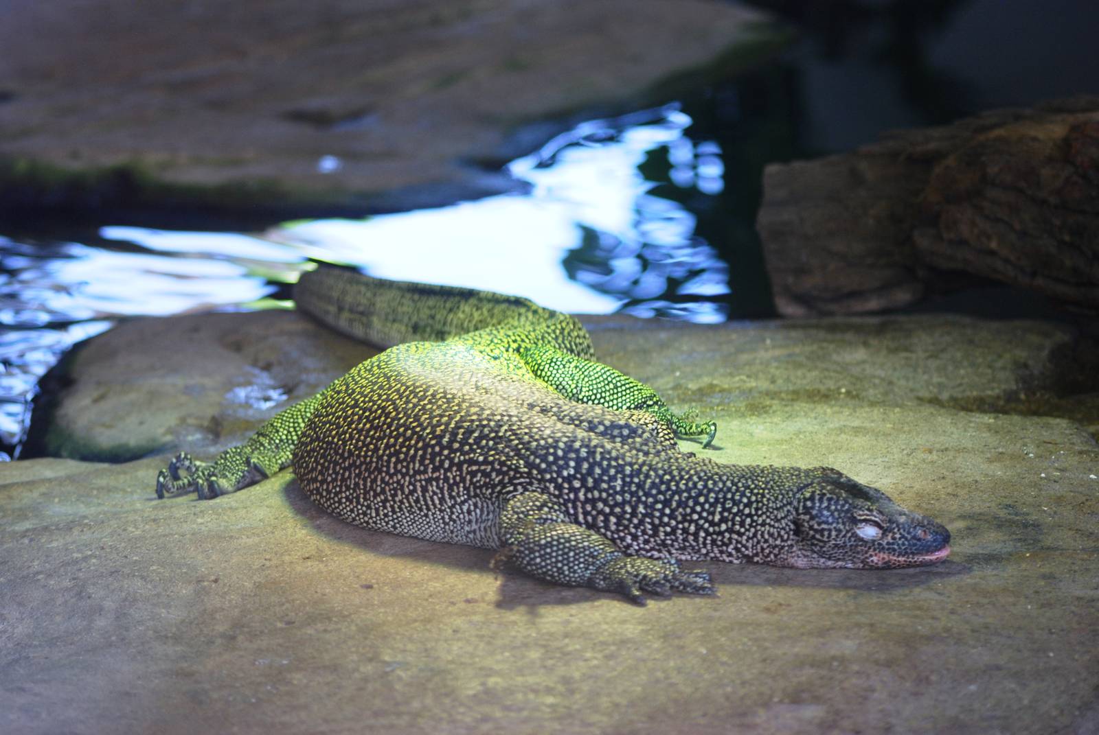 Mangrove Monitor at Woburn, 22/07/12