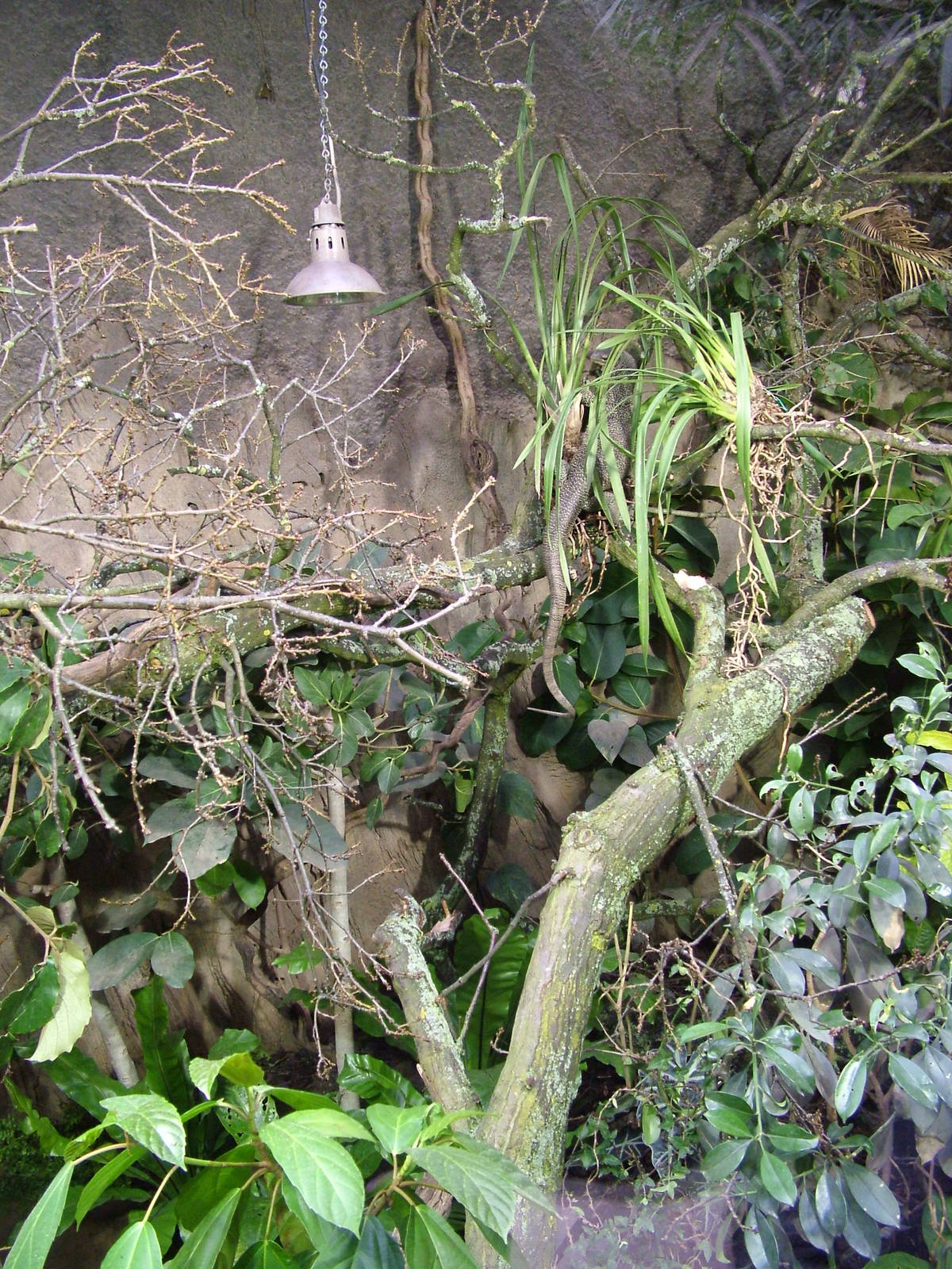 Mangrove Monitor exhibit at Chester 06/03/10