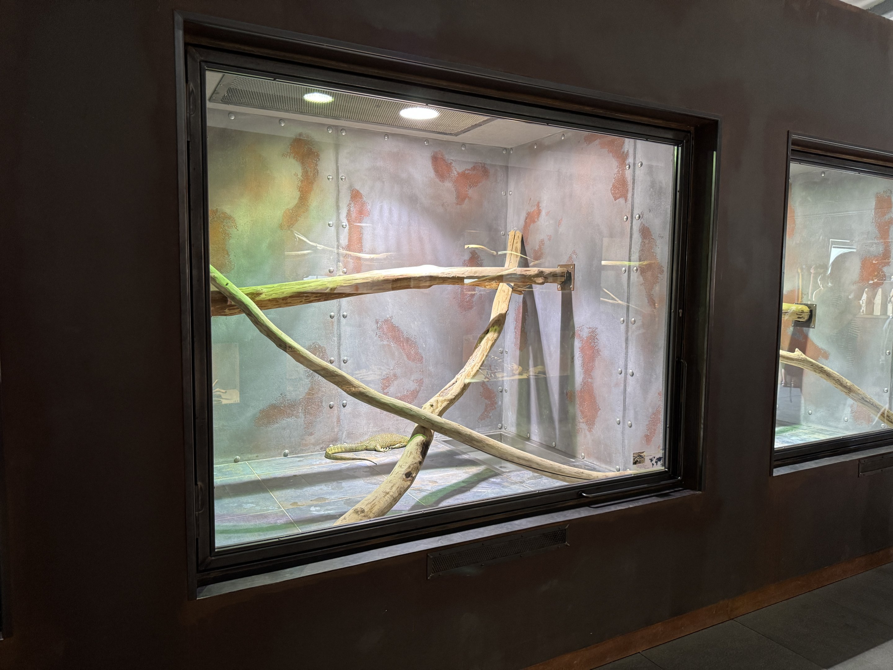 Mangrove monitor exhibit - Terrarium Staré Město