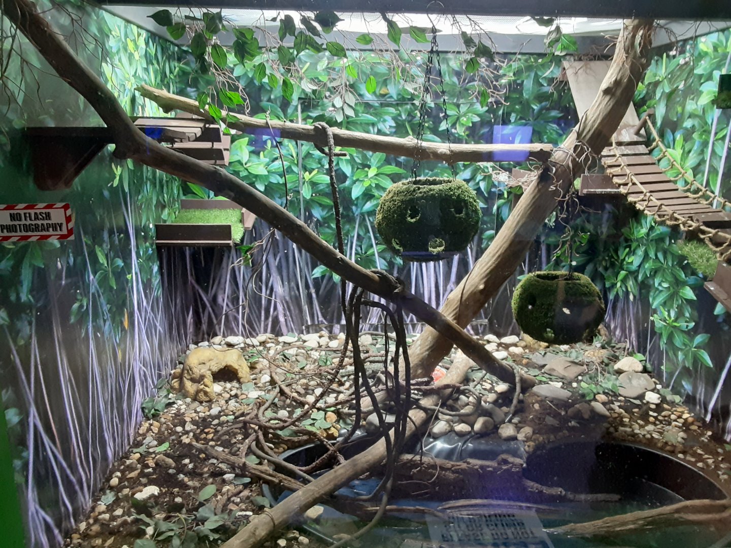 Mangrove Monitor Exhibit (two lizards)