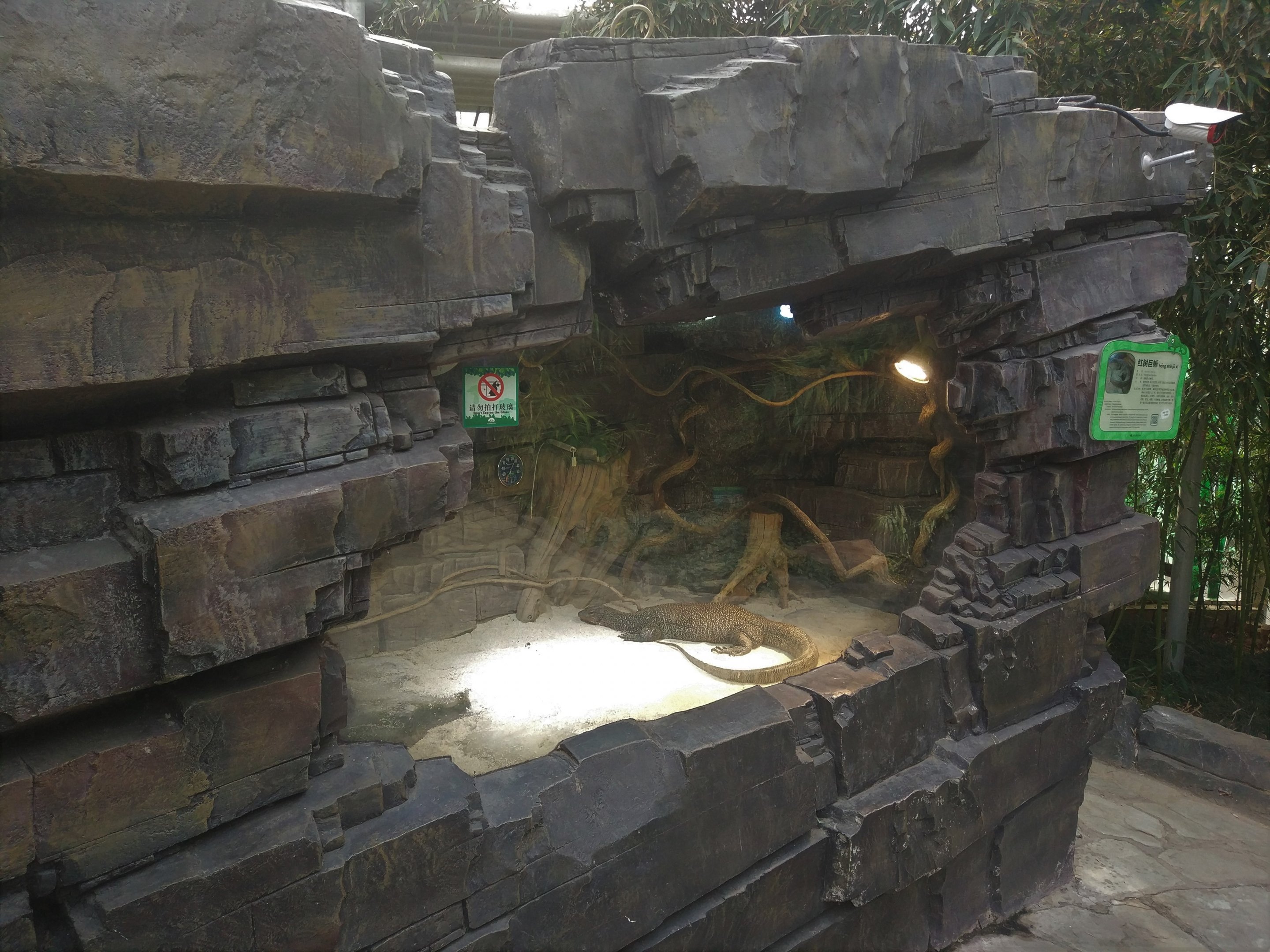 Mangrove Monitor Exhibit