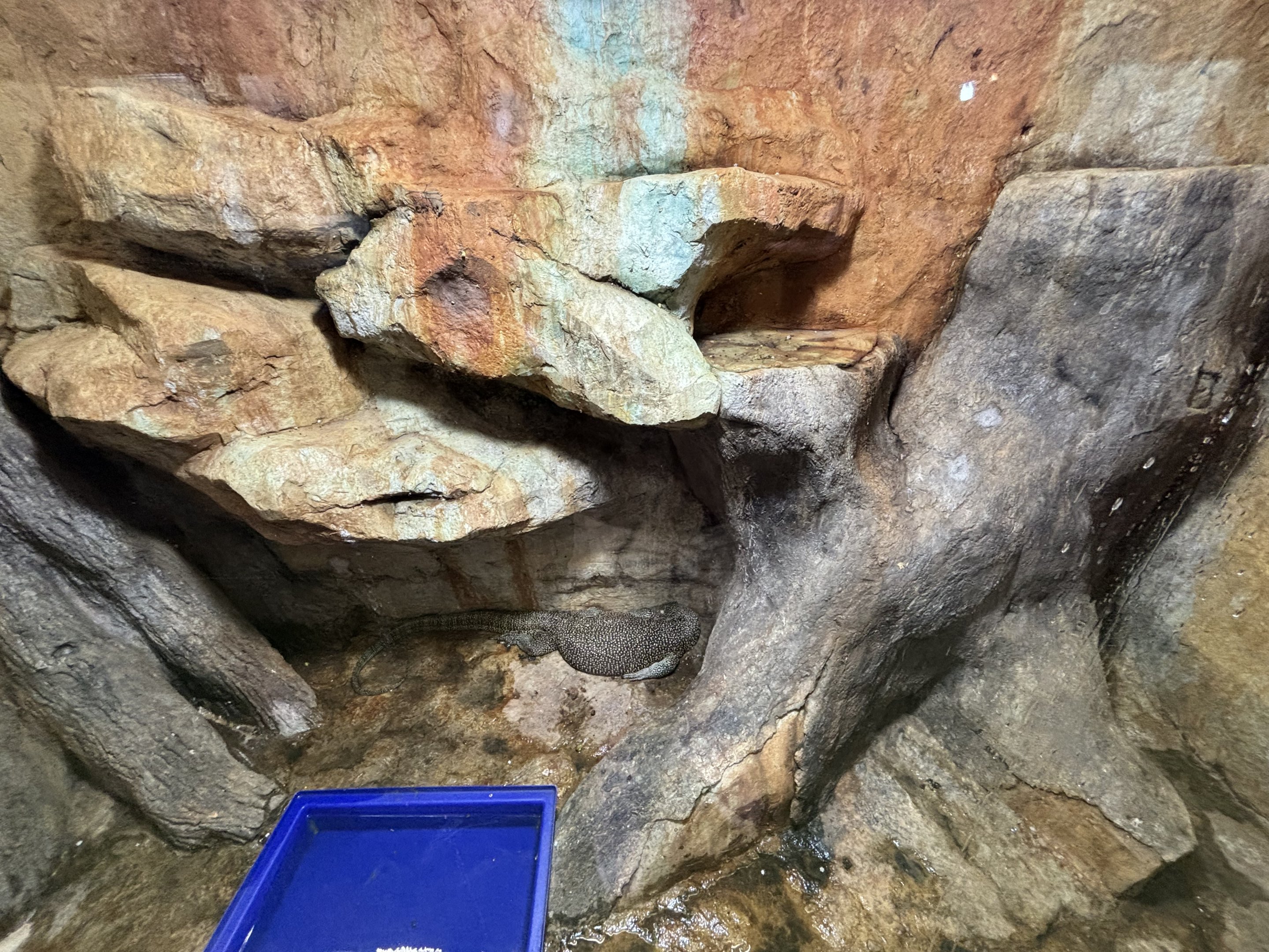 Mangrove Monitor Exhibit