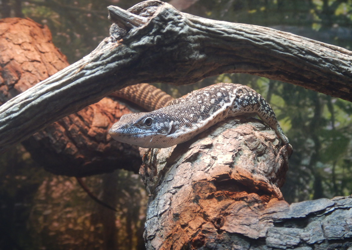 Mangrove Monitor juvenile