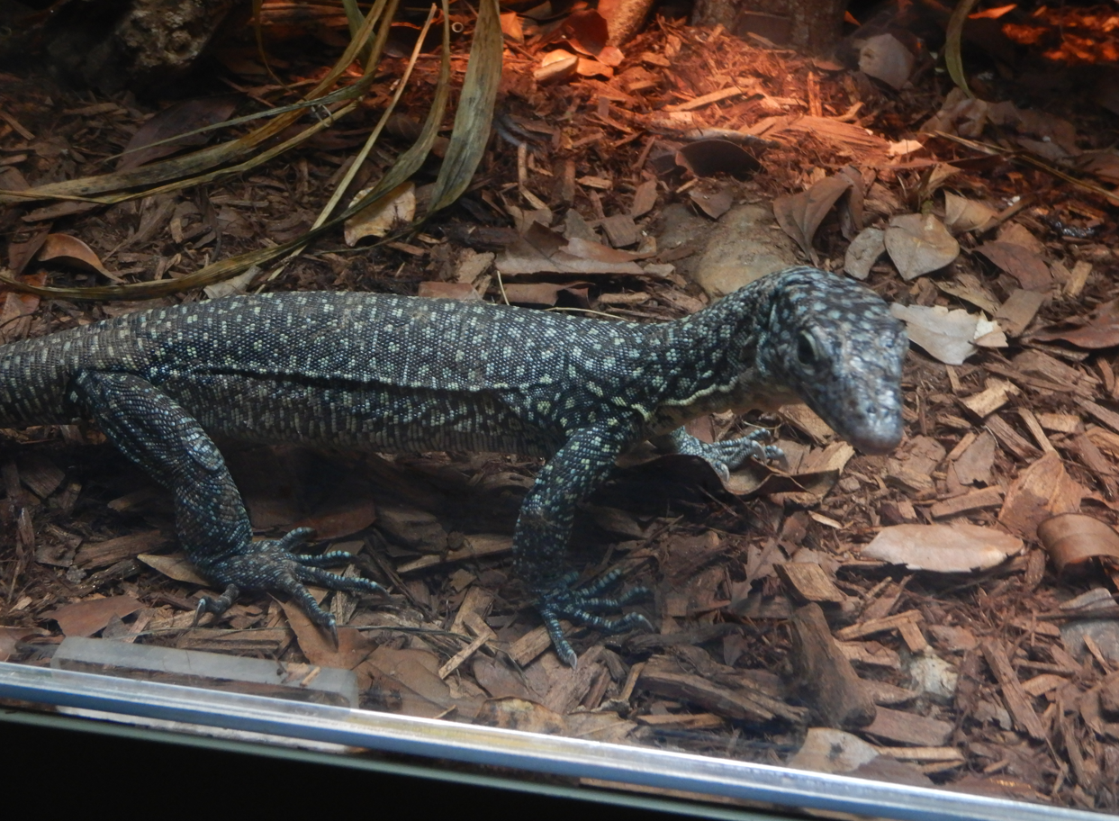 Mangrove Monitor juvenile