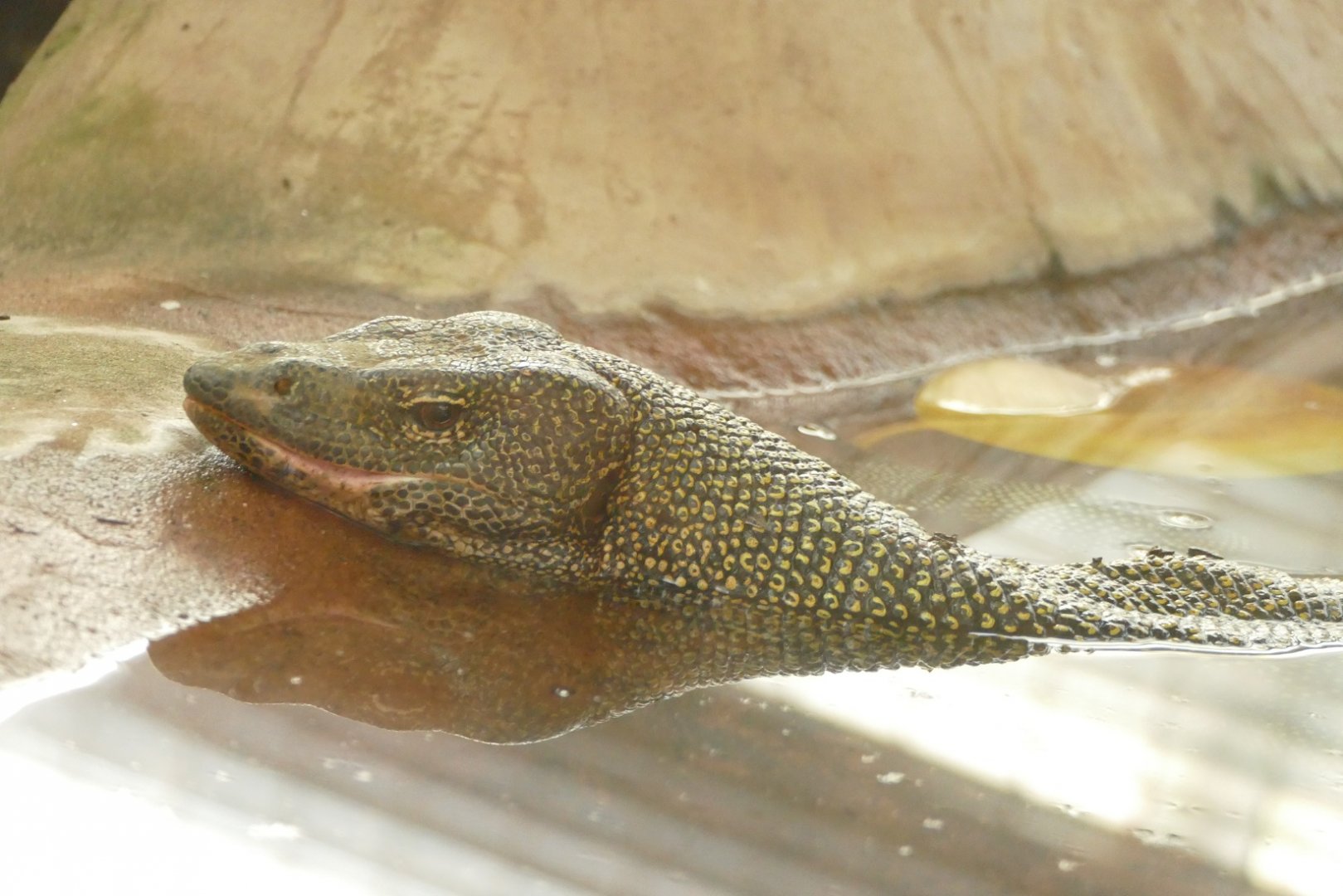 Mangrove Monitor Lizard, December 2021