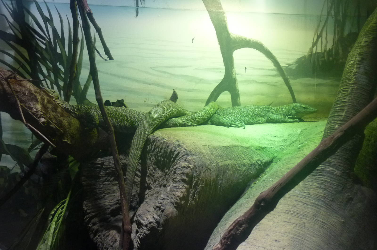 Mangrove Monitor Lizards, 4 December 2012