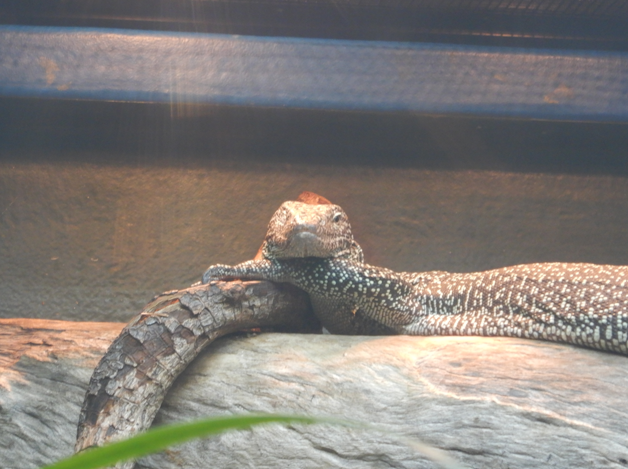 Mangrove Monitor - looking very relaxed!