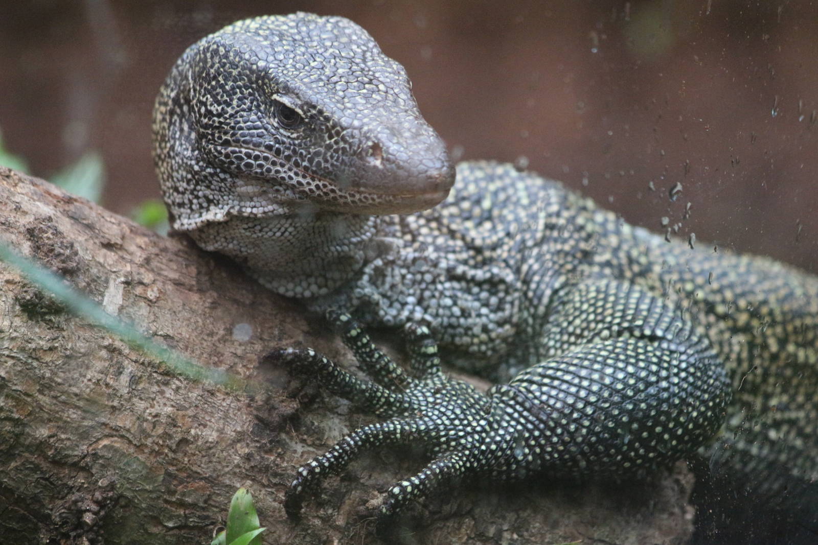 Mangrove Monitor @ Paignton; 21.09.2016