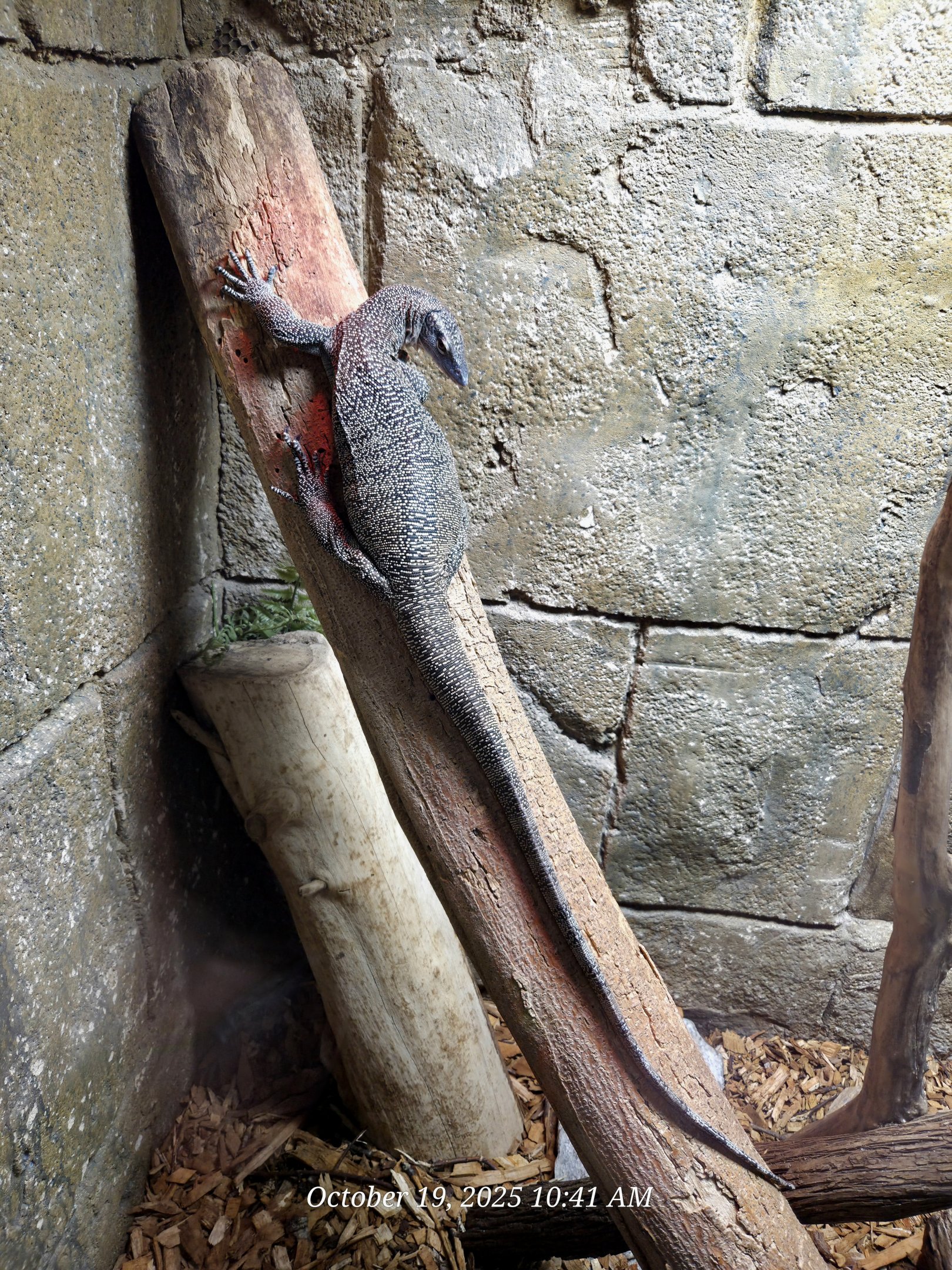 Mangrove Monitor - Rainforest Adventures