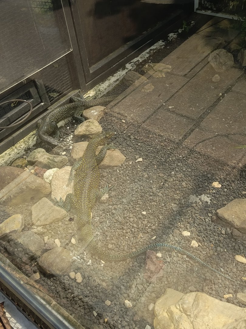 Mangrove Monitor (Varanus indicus) and Bluetail Monitor (Varanus doreanus)