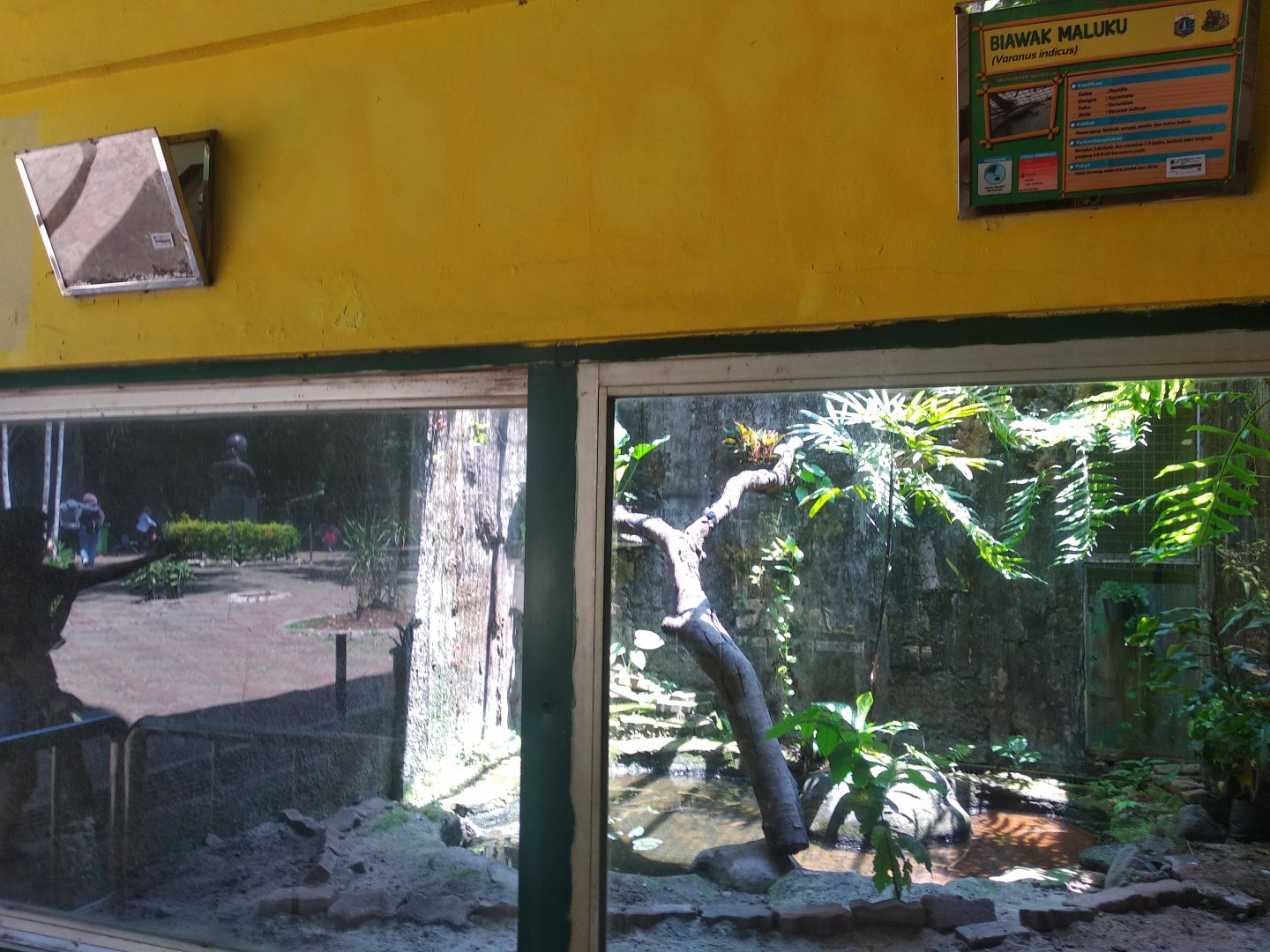 Mangrove monitor (Varanus indicus) exhibit