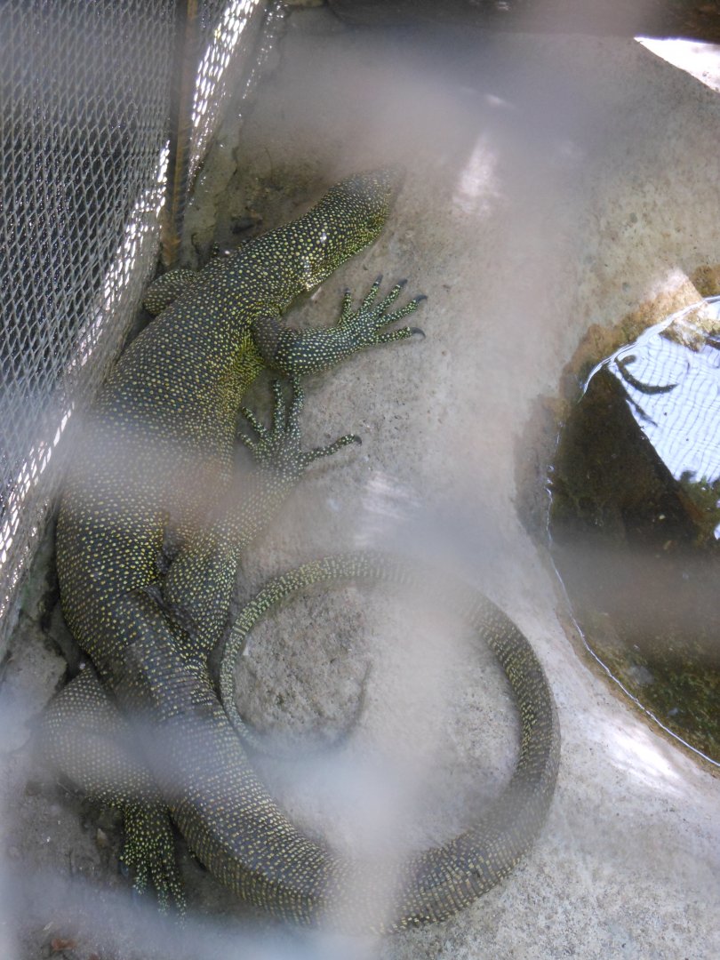 Mangrove Monitor (Varanus indicus)