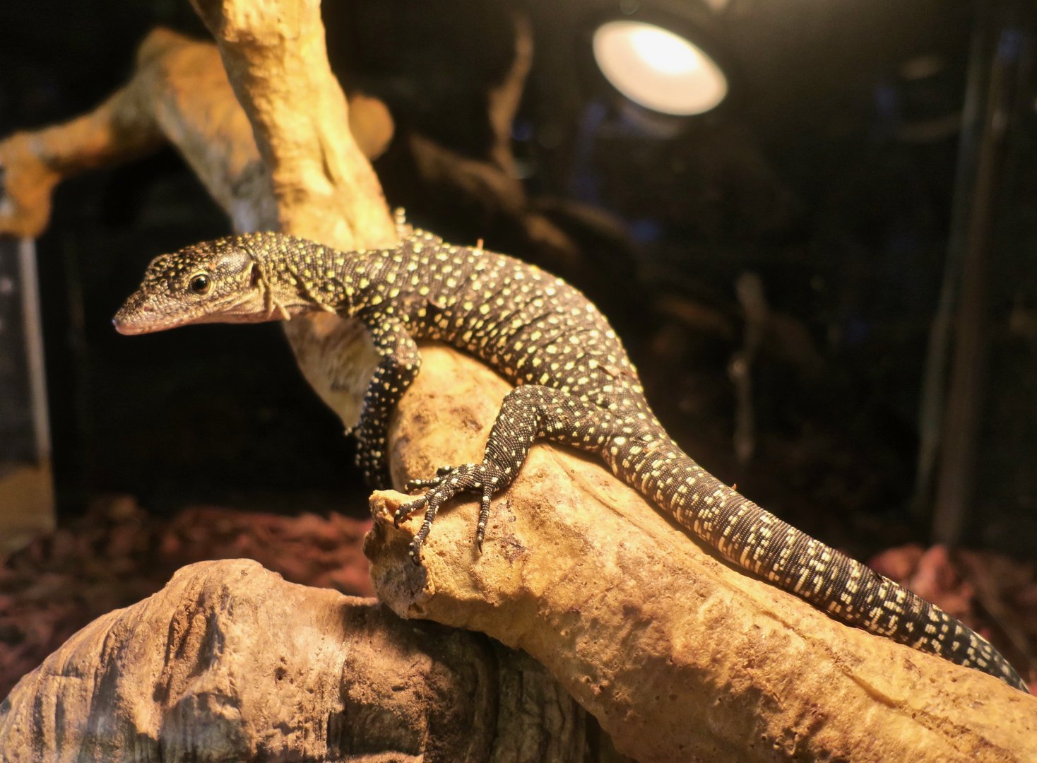 Mangrove Monitor (Varanus indicus)