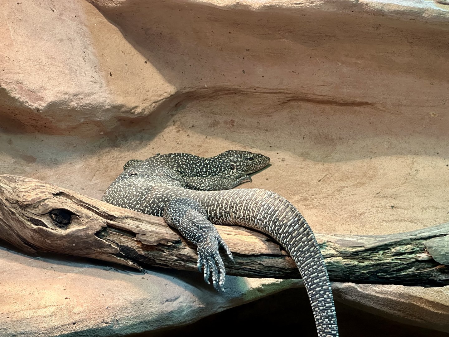 Mangrove monitor (Varanus indicus)