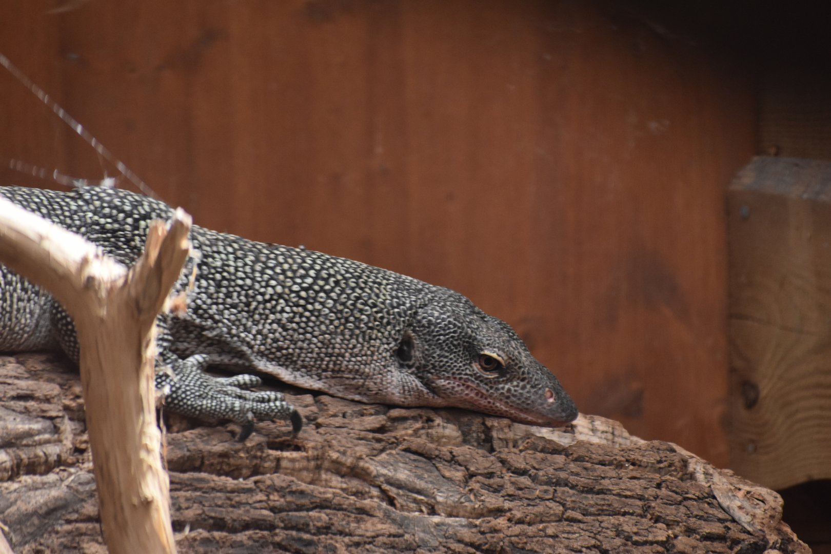 Mangrove monitor (Varanus indicus)