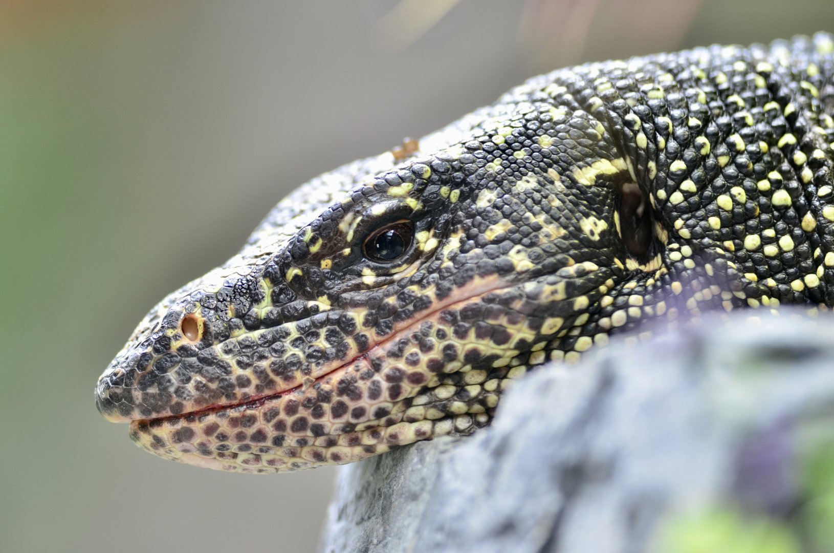 Mangrove monitor (Varanus indicus)