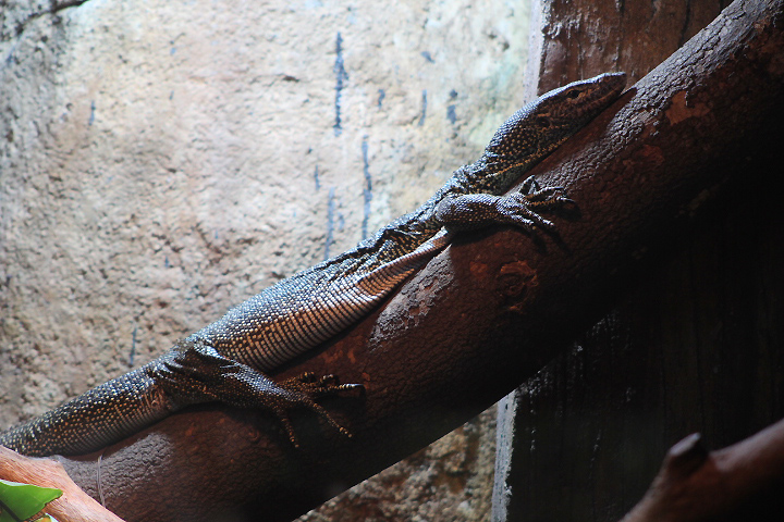 Mangrove monitor (Varanus indicus)
