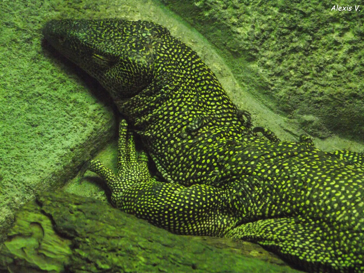Mangrove Monitor - Zooparc de Beauval - 12/04/2025