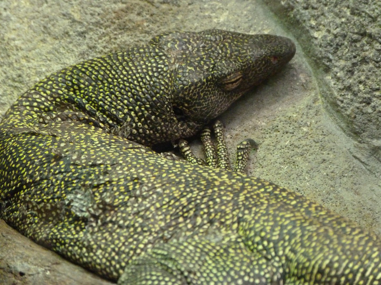 Mangrove monitor -ZooParc de Beauval (2025)
