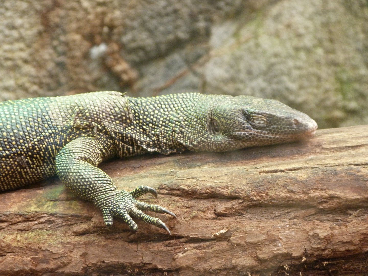 Mangrove monitor -ZooParc de Beauval (2025)
