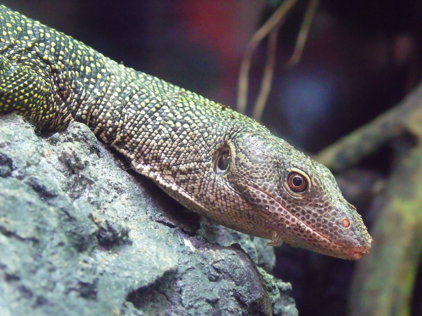 Mangrove monitor