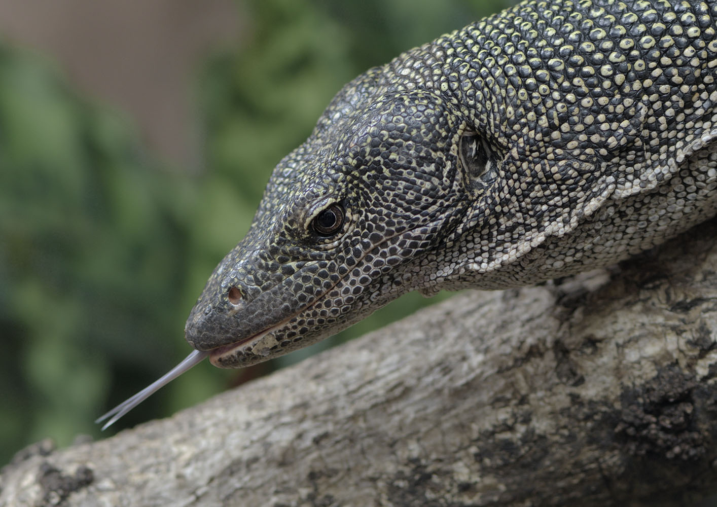 Mangrove monitor