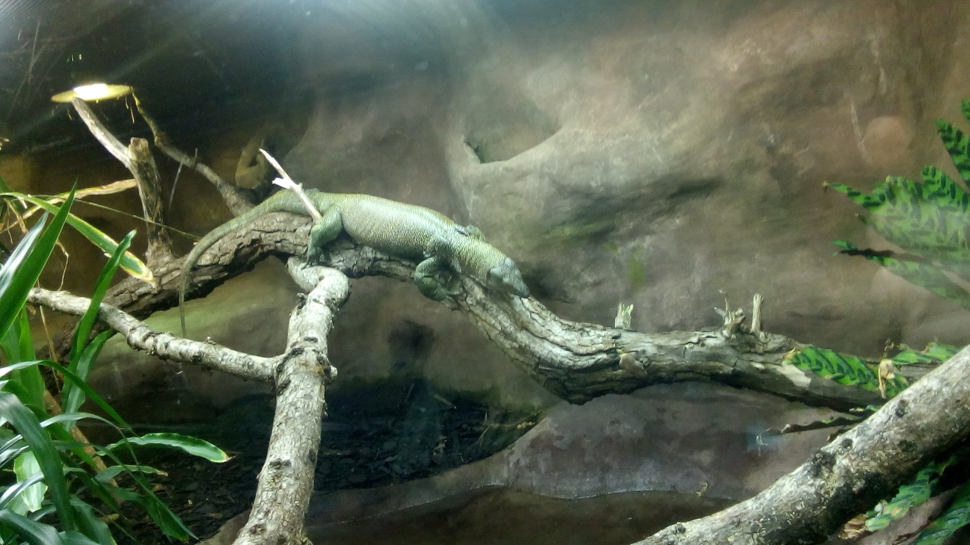 Mangrove Monitor