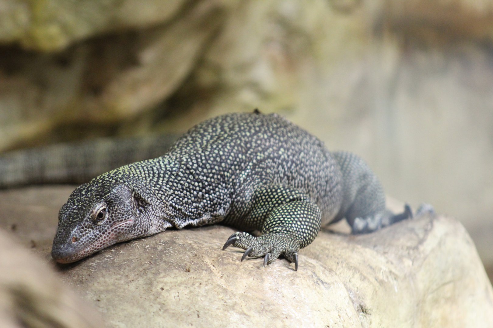 Mangrove Monitor